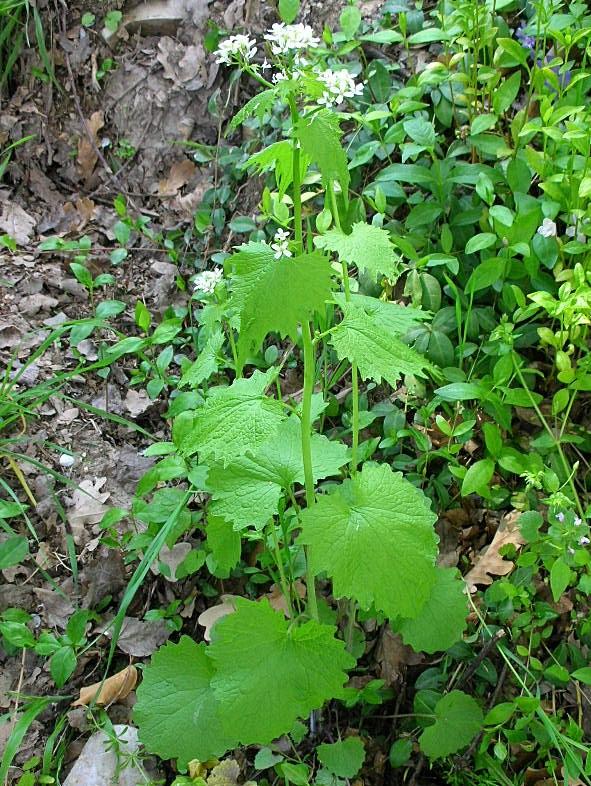 Alliaria petiolata / Alliaria comune